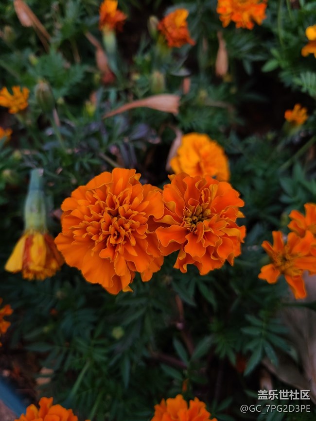 【最美的花朵】萬壽菊