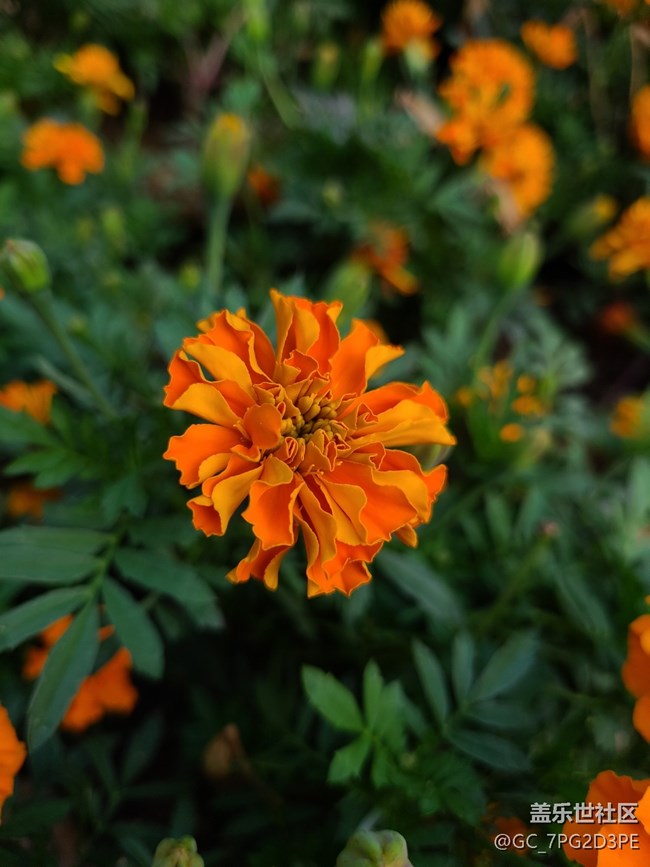 【最美的花朵】萬壽菊