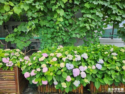 【時(shí)光留影】+?生如夏花之絢爛