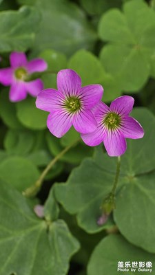 【時(shí)光留影】+ 美麗的花朵