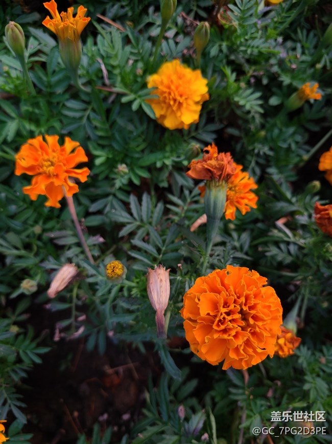 【最美的花朵】萬壽菊
