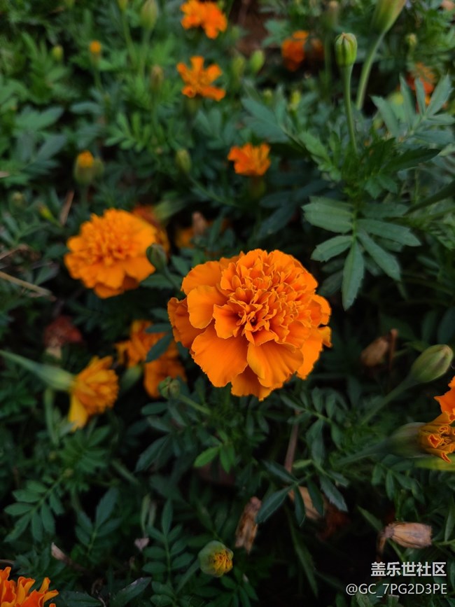 【最美的花朵】萬壽菊