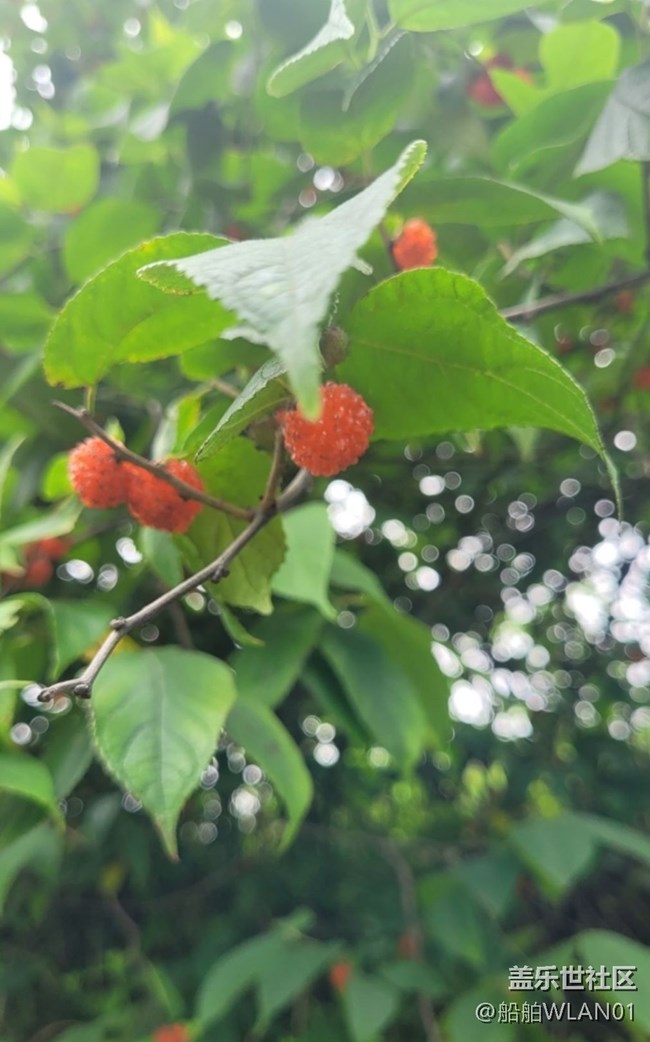 【輕夏趣生活】野外游走