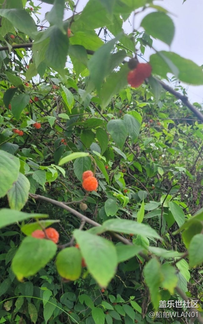 【輕夏趣生活】野外游走