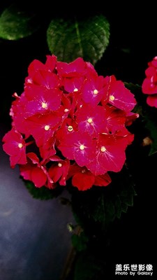 【時光留影】+那些花兒