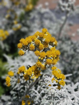 【時光留影】銀葉菊