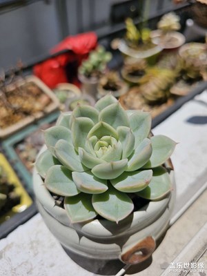 辦公室的小可愛們2??