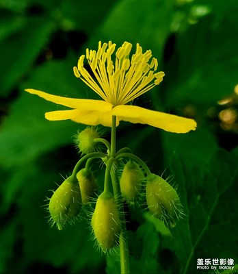 【時光留影】+花香四溢