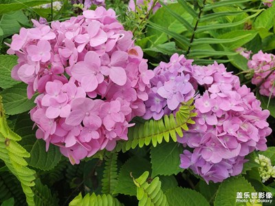 【時光留影】生命的花朵