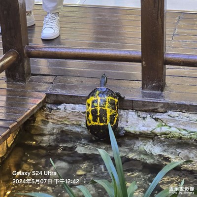 【時(shí)光留影】+春江水暖鴨先知