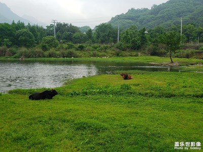 【時(shí)光留影】+青青河邊草