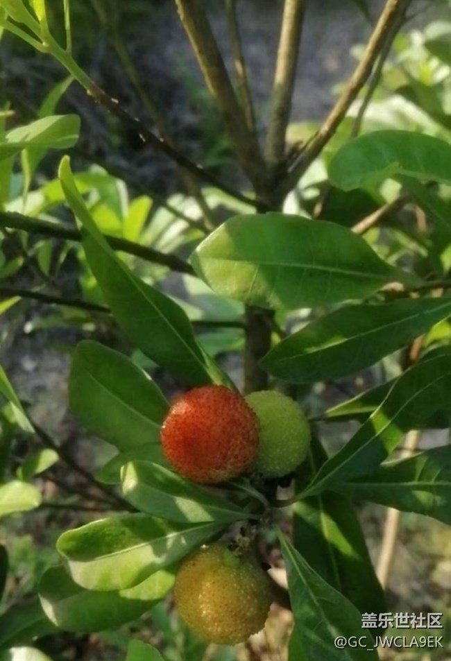 【說走就走的旅行】爬山看風景