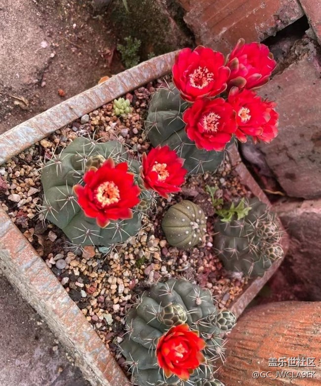 【輕夏趣生活】開花