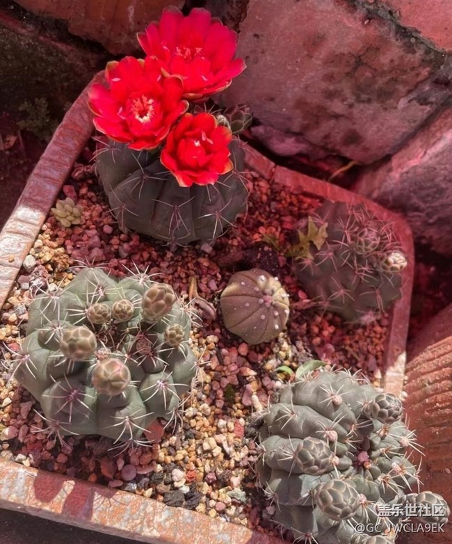 【輕夏趣生活】開花