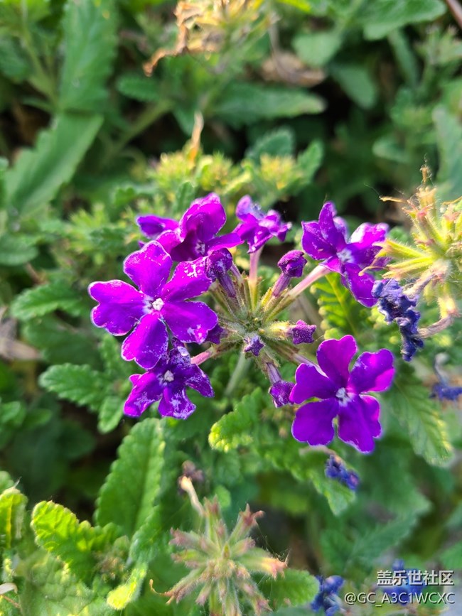 【最美的花朵】 美麗小花