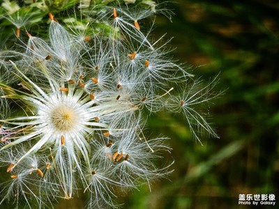 【時光留影】夏風(fēng)中的舞者