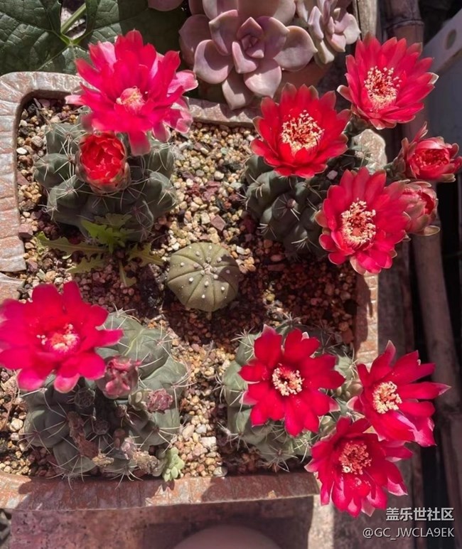 【輕夏趣生活】開花