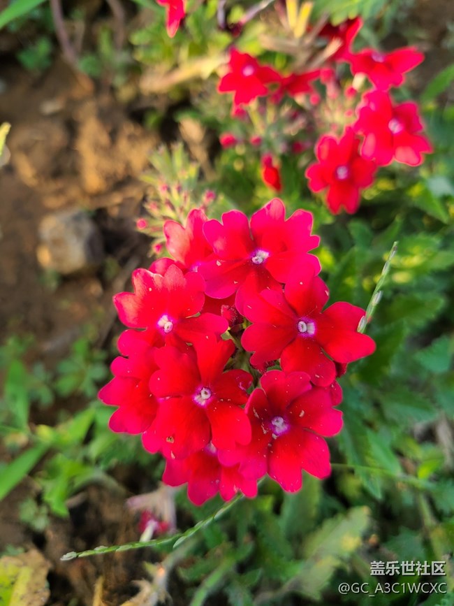 【最美的花朵】 美麗小花