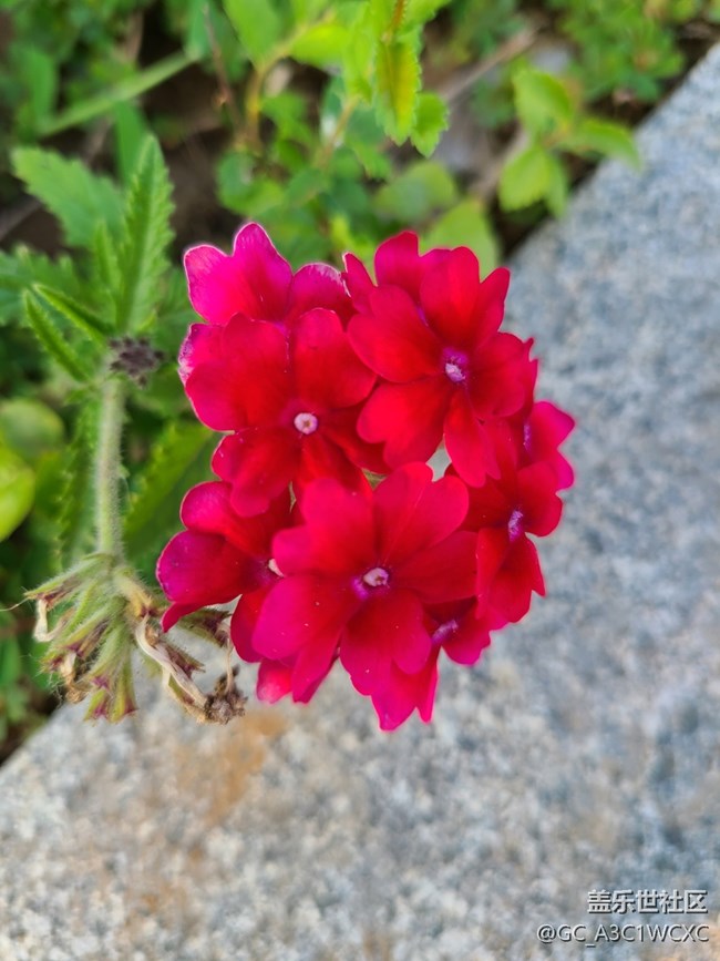【最美的花朵】 美麗小花