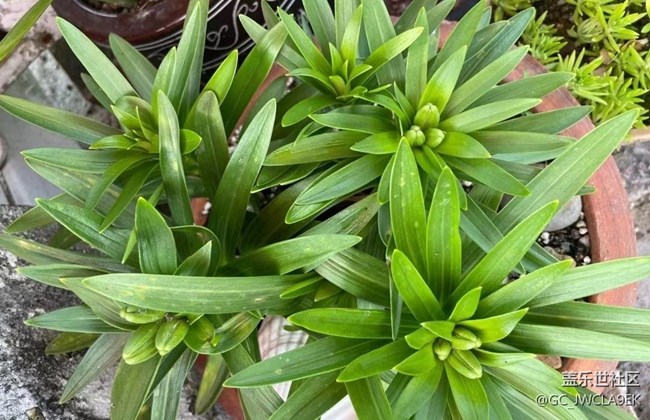 【輕夏趣生活】開花