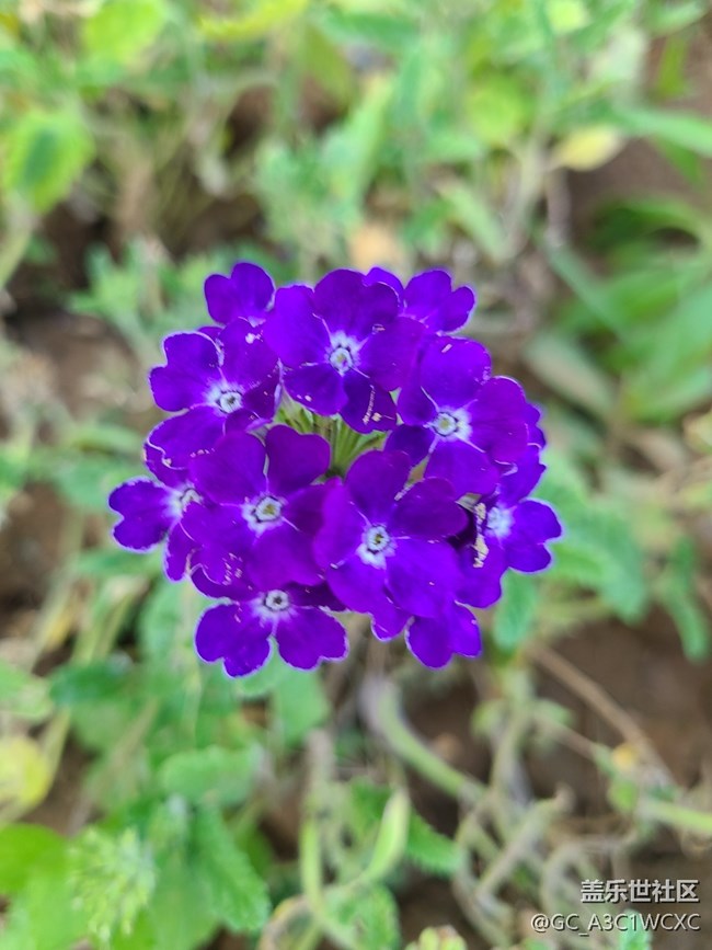 【最美的花朵】 美麗小花