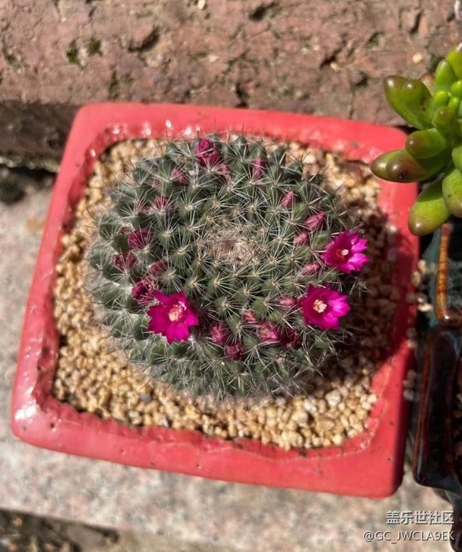 【輕夏趣生活】開花