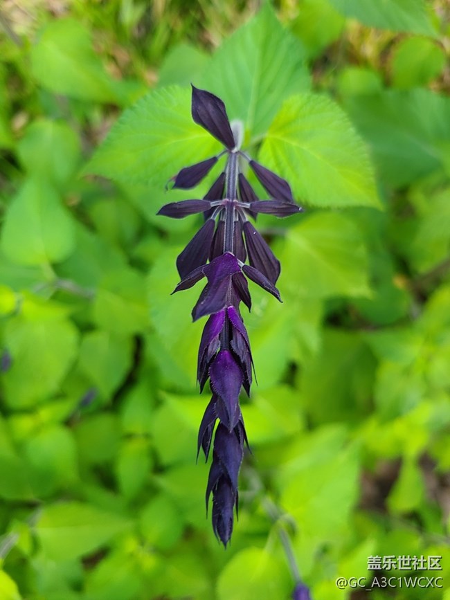 【最美的花朵】 美麗小花