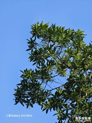 每日一拍綠葉藍(lán)天