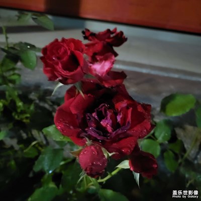 【時(shí)光留影】+ 夜雨花朵