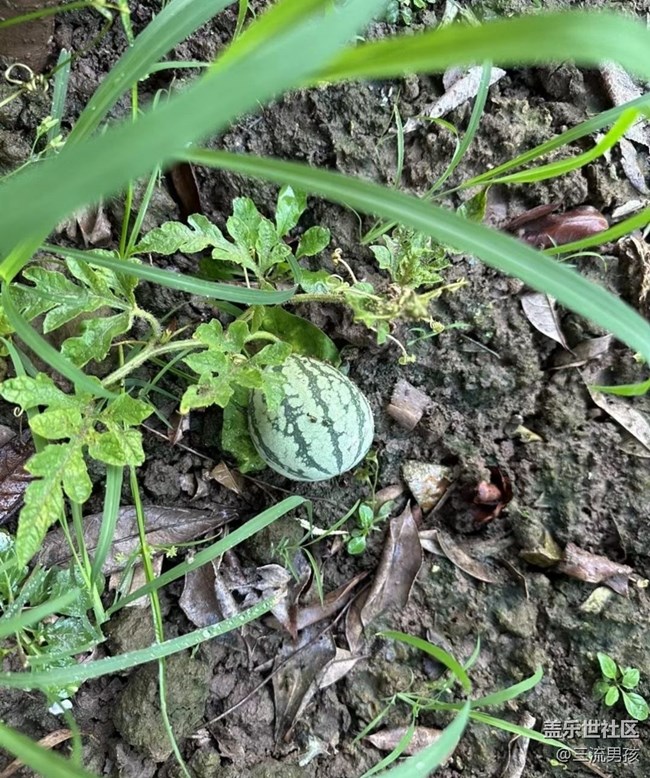 【初夏的顏色】后院