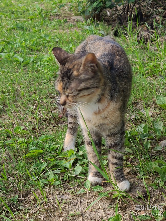 【陪伴我的動(dòng)物伙伴】阿貍