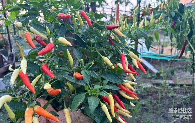 【初夏的顏色】后院