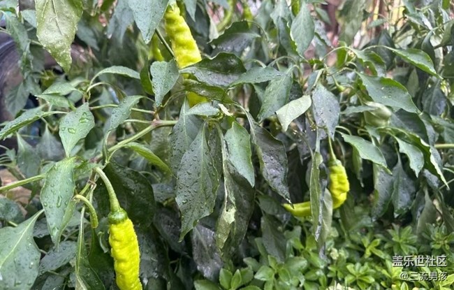 【初夏的顏色】后院