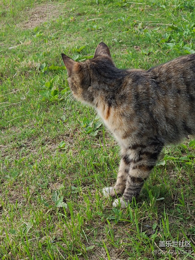 【陪伴我的動(dòng)物伙伴】阿貍