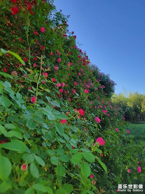 【時光留影】+ 花開半夏
