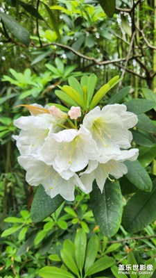 【時(shí)光留影】+魅力成都