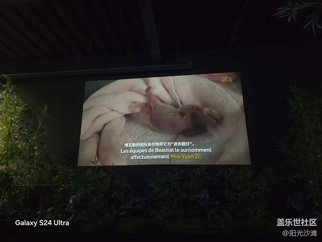 【熊貓星球光影展】 和大熊貓一起吃竹子