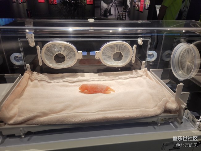 【熊貓星球光影展】+帶著三星手機來參觀