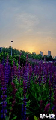 【時光留影】+ 夏日晨景