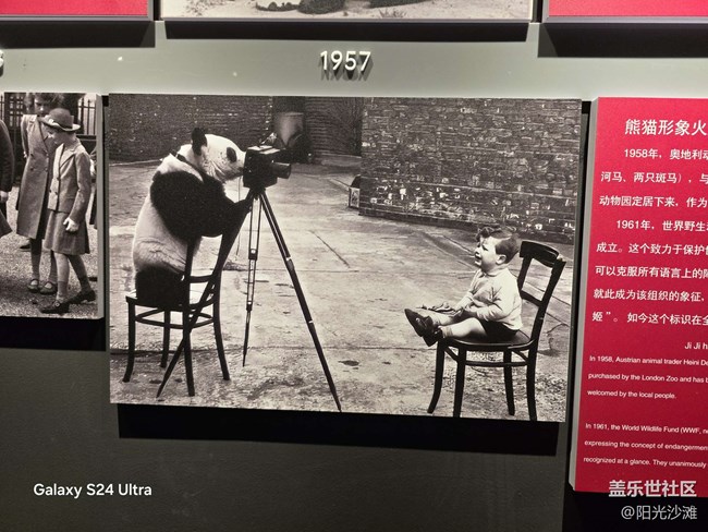 【熊貓星球光影展】 和大熊貓一起吃竹子