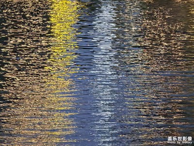 光掠影，魚燈嬉