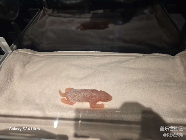 【熊貓星球光影展】 和大熊貓一起吃竹子