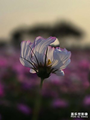 拍照新發(fā)現(xiàn)