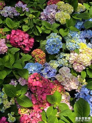 【時(shí)光留影】繡球花兒開