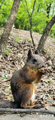 三星s24ultra影像體驗