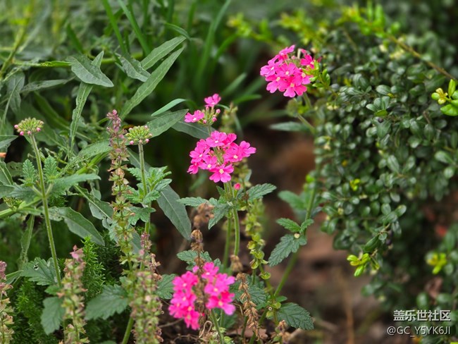 #五月的休閑時光——綠地