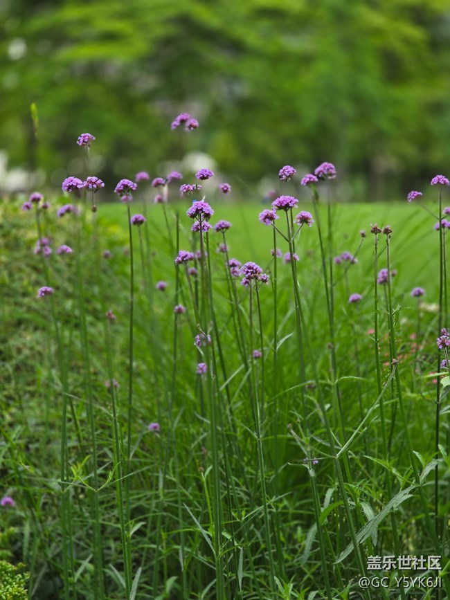 #五月的休閑時光——綠地