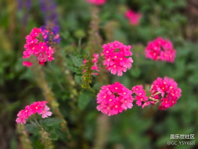 #五月的休閑時光——綠地