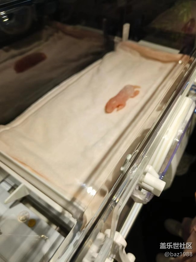 【熊貓星球光影展】+三星帶您看大熊貓