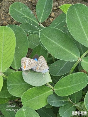 【時(shí)光留影】干壞事的蝴蝶